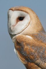 Fototapeta premium A portrait of a Barn Owl against a blue sky 