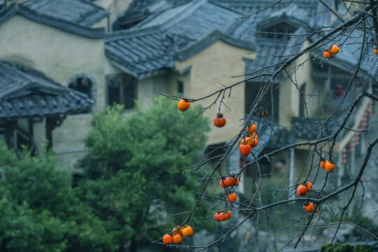 Pingnan four ping village, red persimmon