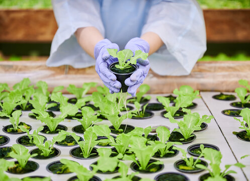 Close Up Of Woman Hands In Sterile Garden Gloves Holding Pot With Green Leafy Plant. Female Gardener Standing By Shelf With Lettuce Seedlings In Greenhouse.