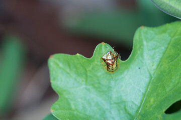 Macro Photography of Golden Tortoise Beetle on leaf. Golden tortoise beetle (Charidotella sexpunctata).