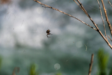 spider on a blade of grass