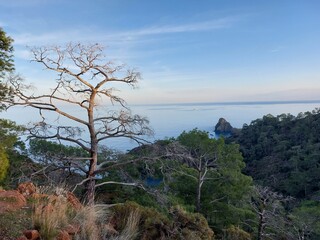 pine tree on the coast