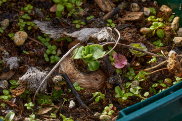 Fototapeta premium February and the Eryngium 
