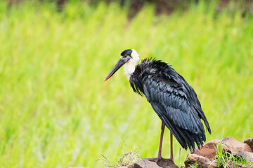 The Asian woolly-necked stork a large wading bird in the stork family Ciconiidae, Ciconia episcopus, Status : Vulnerable, India