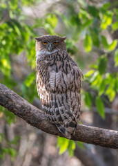 The brown fish owl , Ketupa zeylonensis, Strigidae, Panna National Park, Madhya Pradesh, India