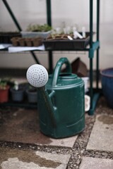 green watering can rose in a greenhouse in garden with seedlings and plants in pots