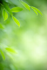 Natural green leaf texture with sun light use for nature background wallpaper cover page 