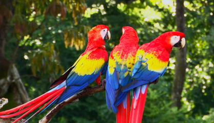 red and yellow macaw