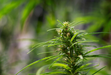 close-up of buds growing on cannabis plant in farm
