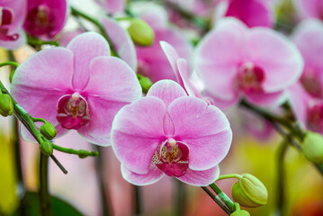 Naklejka na ściany i meble Various Phalaenopsis orchids in the flower market