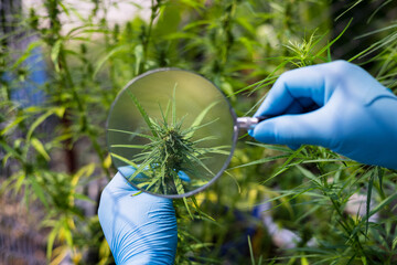 Researchers use  magnifying glass to examine cannabis tree in farm