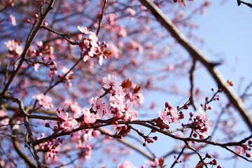 Pink tree blossoms in spring sunlight