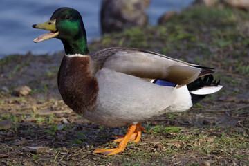A beautiful Mallard (Male) on a winter morning.  The male’s gleaming green head, gray flanks, and black tail-curl arguably make it one of the most easily identified ducks.