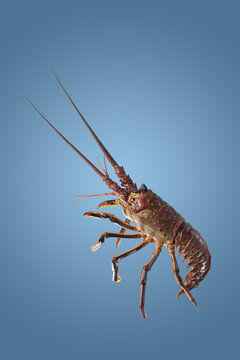 Seafood