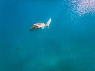 Sea turtles are marine reptiles that inhabit the world's oceans and can be found swimming among tropical coral reefs.From the crystal-clear waters of Cabo Verde's Ilha de Sao Vicente