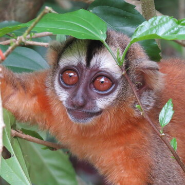 Night Monkey – Aotus Boliviensis