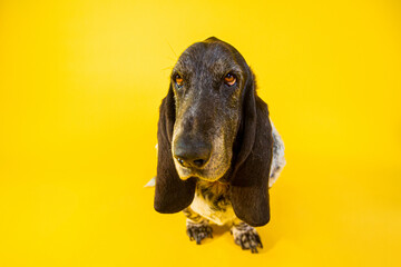 basset hound