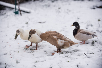 Cold Chickens and Ducks in the Snow