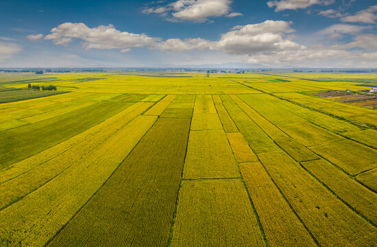 Sanjiang plain rice field in autumn