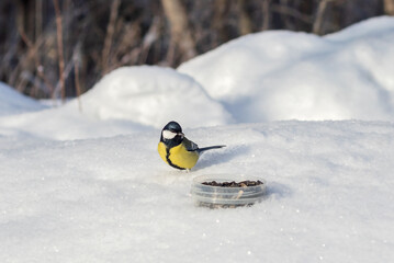 A small yellow-breasted tit sits on the snow near a bowl with seeds in a winter forest.