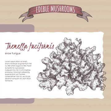 Tremella fuciformis aka snow fungus sketch on cardboard background. Edible mushrooms series.