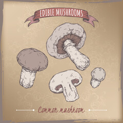 Agaricus bisporus aka common mushroom color sketch on vintage background. Edible mushrooms series. - 579396540