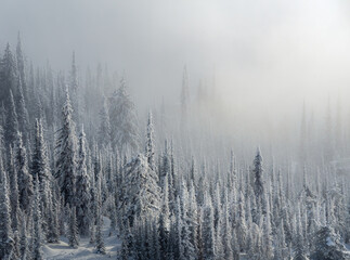 Fototapeta na wymiar Winter trees in a moody foggy day
