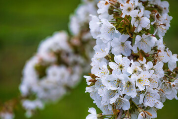 Close up of white cherry blossoms in Wiesbaden-Frauenstein/Germany
