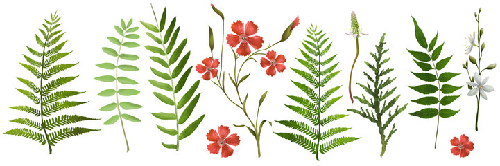 Botanical green set with forest hand painted leaves and tiny red flowers. Fern, acacia, dandelion and dianthus. Vintage floral background. Isolated.
