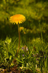 Blooming dandelion on the lawn.