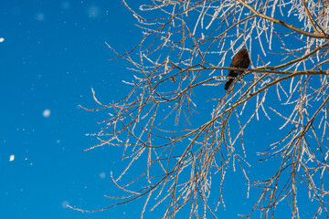 snow covered tree with a blackbird