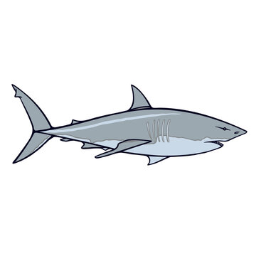 Great white shark Aussie fauna color vector character