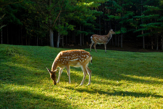 Sika deer and area of small xing anling