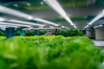 Inside of Greenhouse Hydroponic Vertical Farm Eco system. Urban hydroponics farm with worker inspecting salad, Female and male agricultural researcher working in a greenhouse.