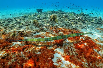 Cornetfish (Fistulariidae) on the reef. Coral reef with fish and blue sea water with fish background. Shallow seascape with animals and coral, underwater photography from the scuba diving.