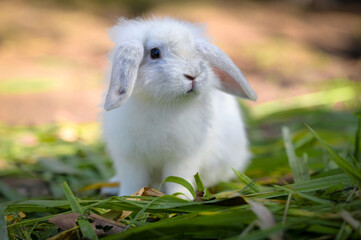 rabbit