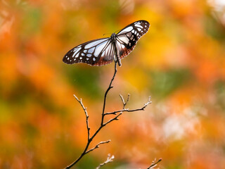 再度公園・秋のアサギマダラ