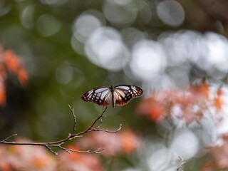 再度公園・秋のアサギマダラ