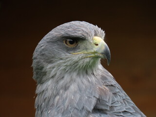 Fototapeta premium The black-chested buzzard-eagle – Geranoaetus melanoleucus