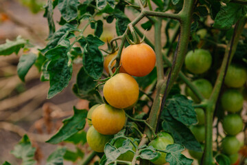 Tomates cherry