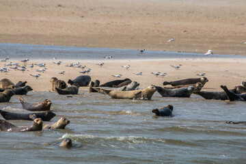 Kegelrobben und Seerobben / Seehunde auf einer Sandbank mit Möwen Heuler im Wasser am Meer  - obrazy, fototapety, plakaty