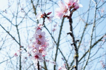 Pink Spring Blossoms