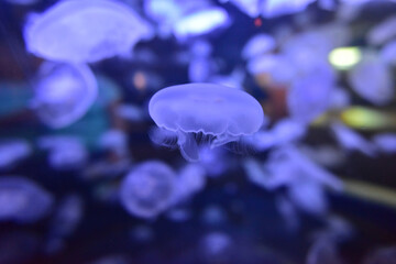 Moon Jellyfish (Aurelia aurita) from Northwest Pacific