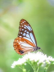摩耶山・天上寺のアサギマダラ