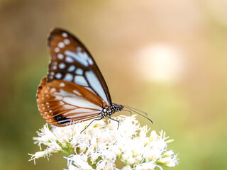 摩耶山・天上寺のアサギマダラ