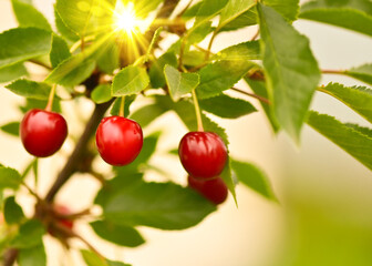 Branch of ripe cherries on a tree in a garden