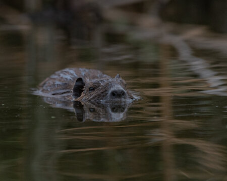 alligator in the water
