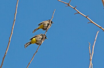 White-spectacled Bulbul (Pycnonotus xanthopygos) is lives in orchards. İt is a beautiful songbird.