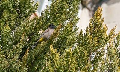 White-spectacled Bulbul (Pycnonotus xanthopygos) is lives in orchards. İt is a beautiful songbird.