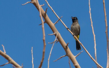 White-spectacled Bulbul (Pycnonotus xanthopygos) is lives in orchards. İt is a beautiful songbird.